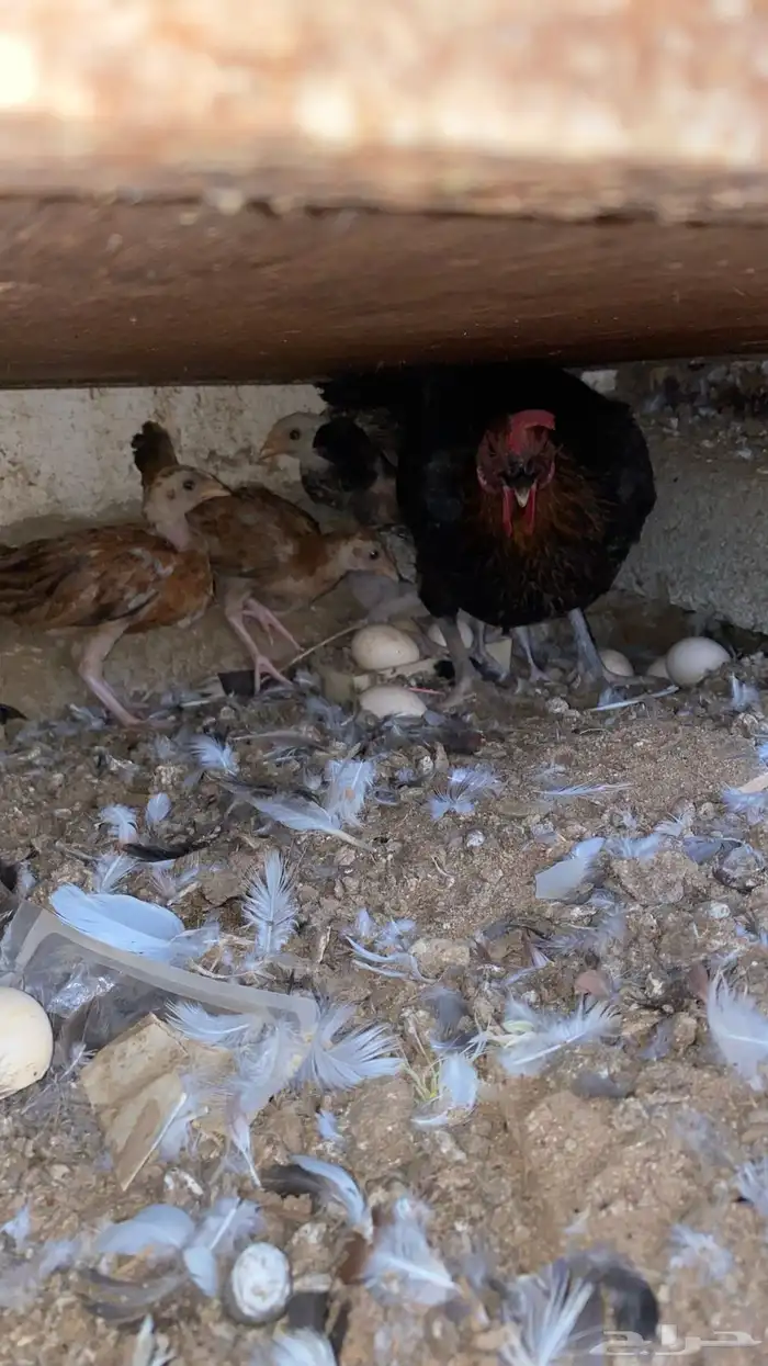 دجاج للبيع 4