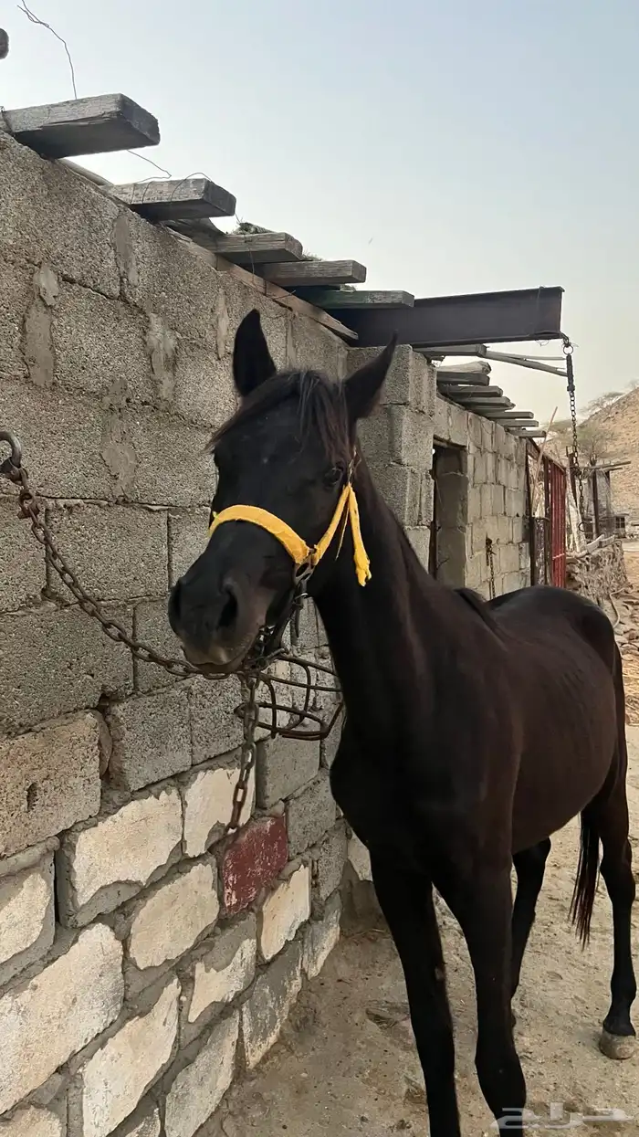 مهر ادهم بطل. 0