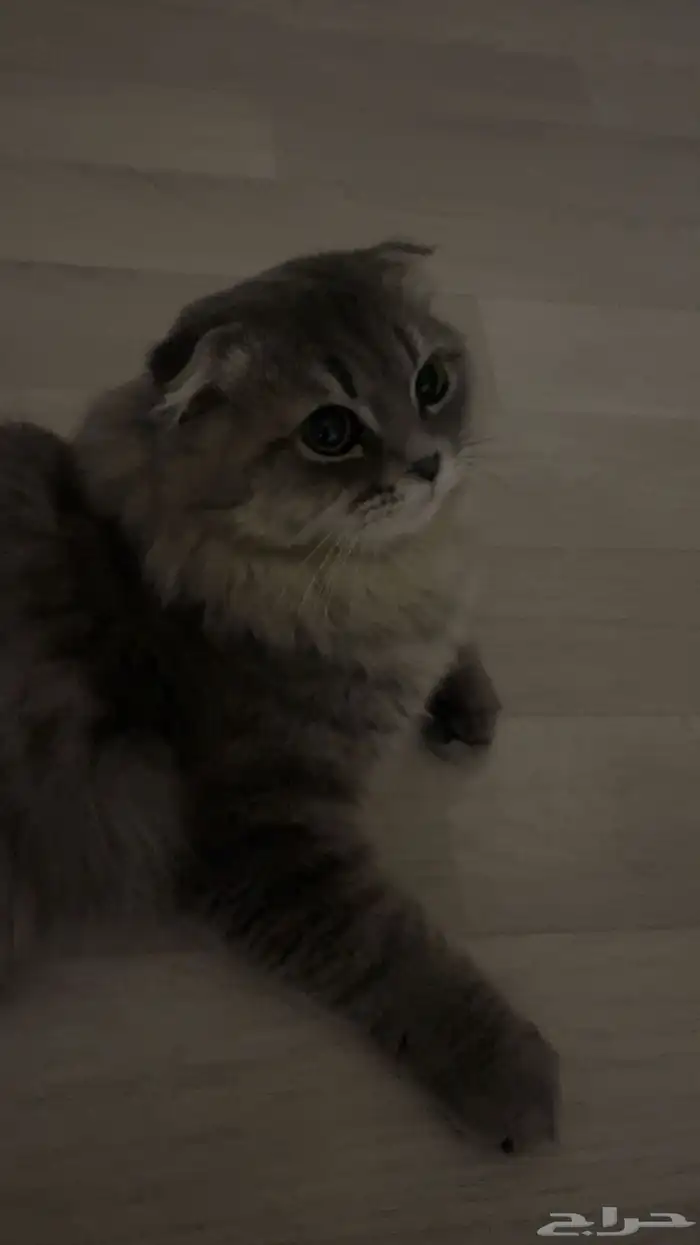قط ذكر شيرازي مفقود 6