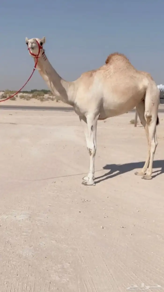 بكره لقيه طيبه ( هجن ) 0