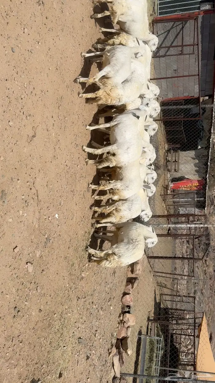 رخال الي يبغى يسس مراح 1