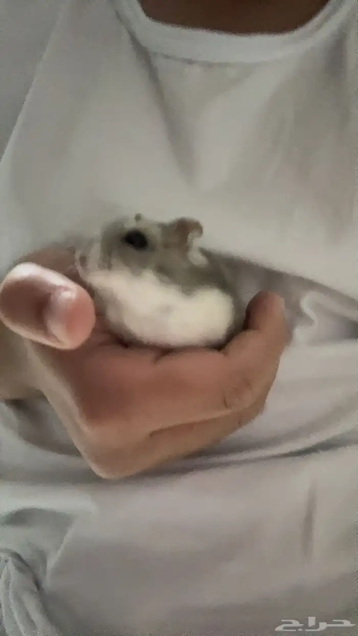 هامستر ونتر وايت النادر للبيع 2