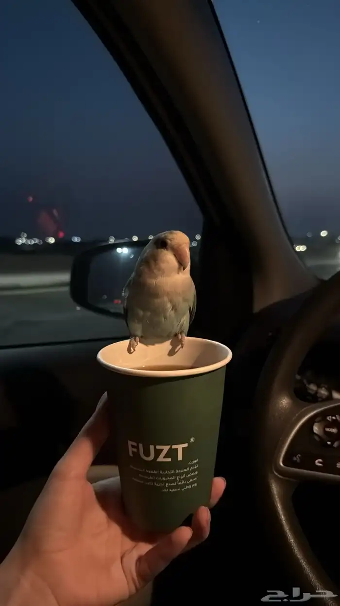 روز هدد خارجي انثى 1