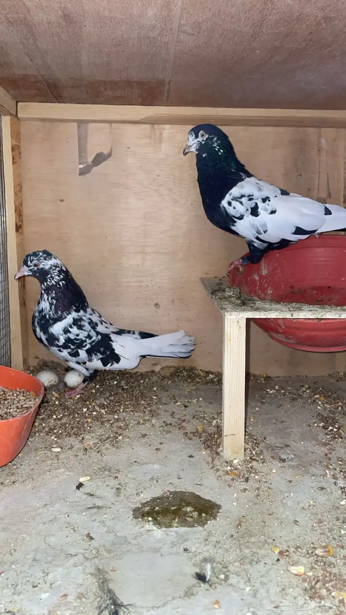 رام بوري باكستاني 3