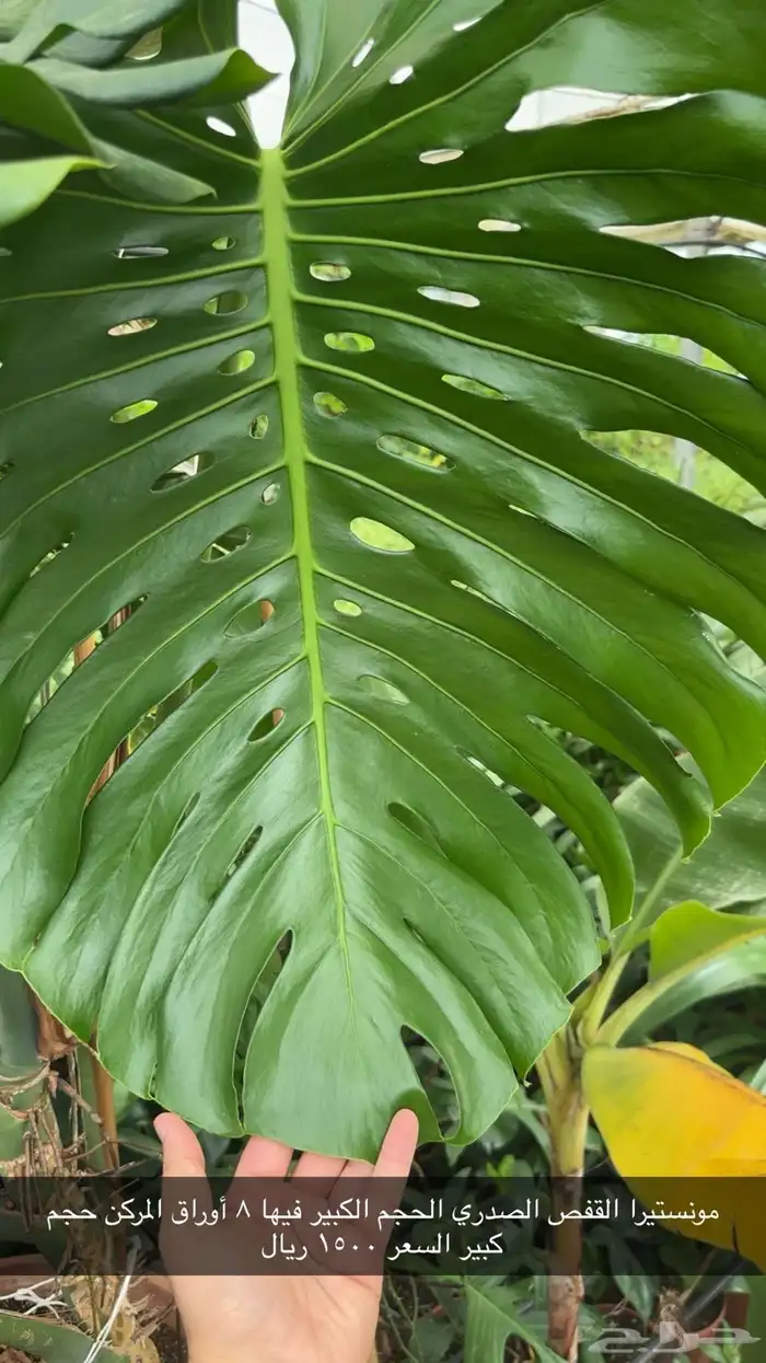 مونستيرا ديليسيوسا 0