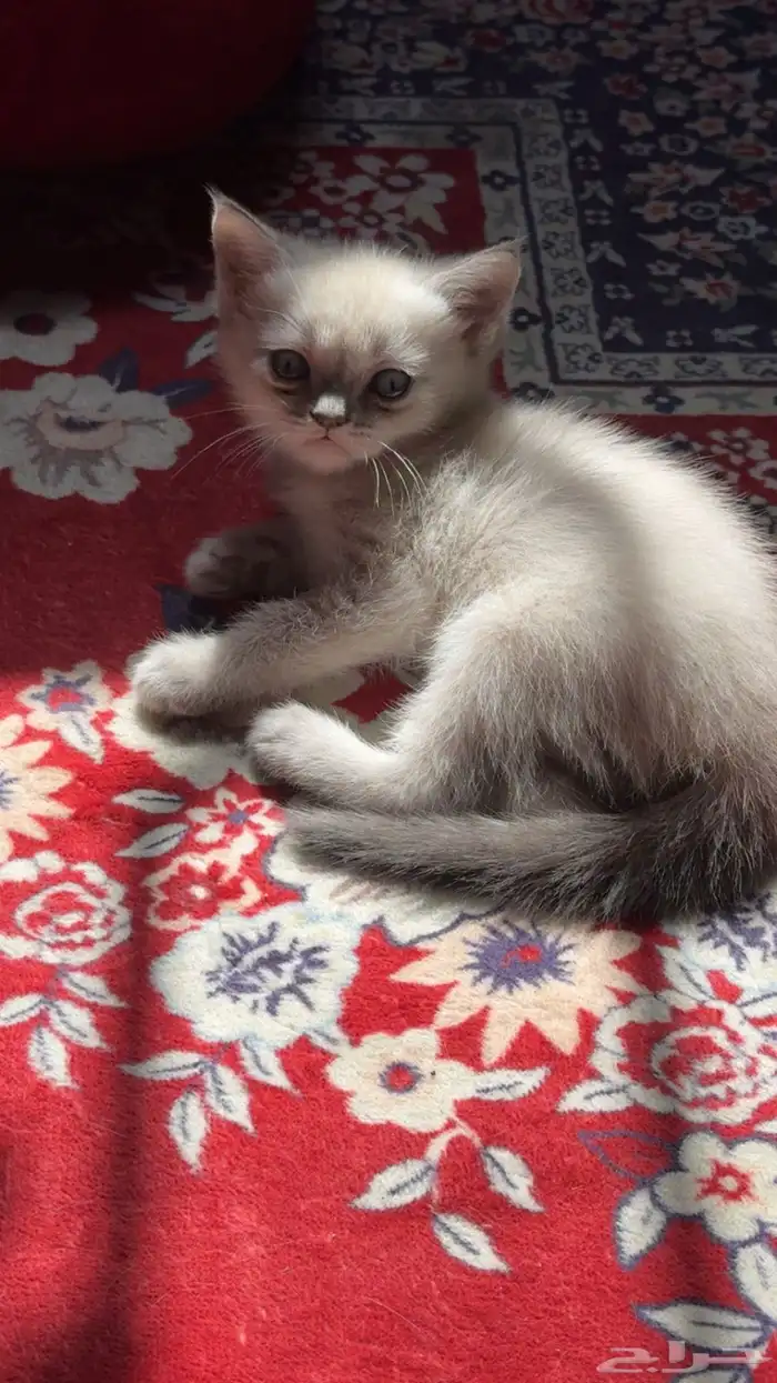 قطط للتبني 9