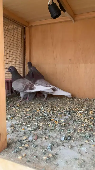 طيور حمام صنعاني أصوات و احجام index