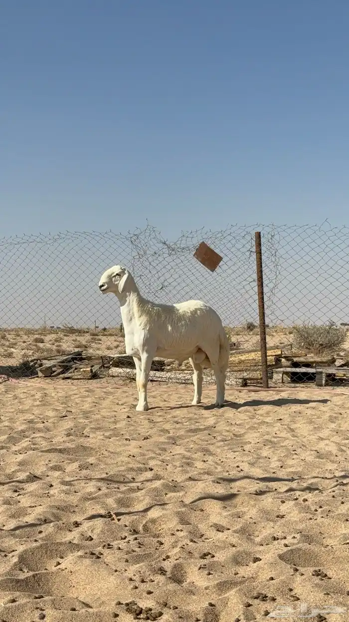 مشاريع فحول فاخره طليان من مراح كفو 8