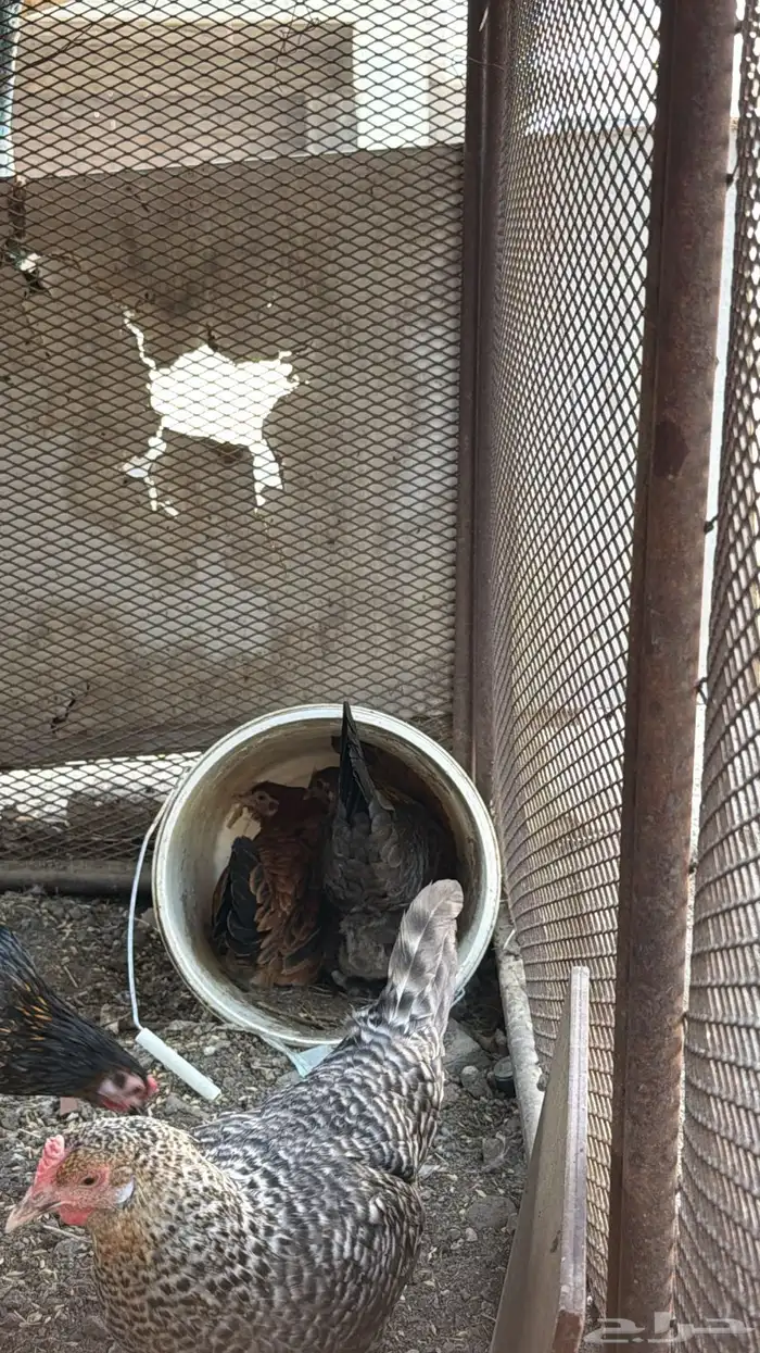 دجاج بلدي حضان 3