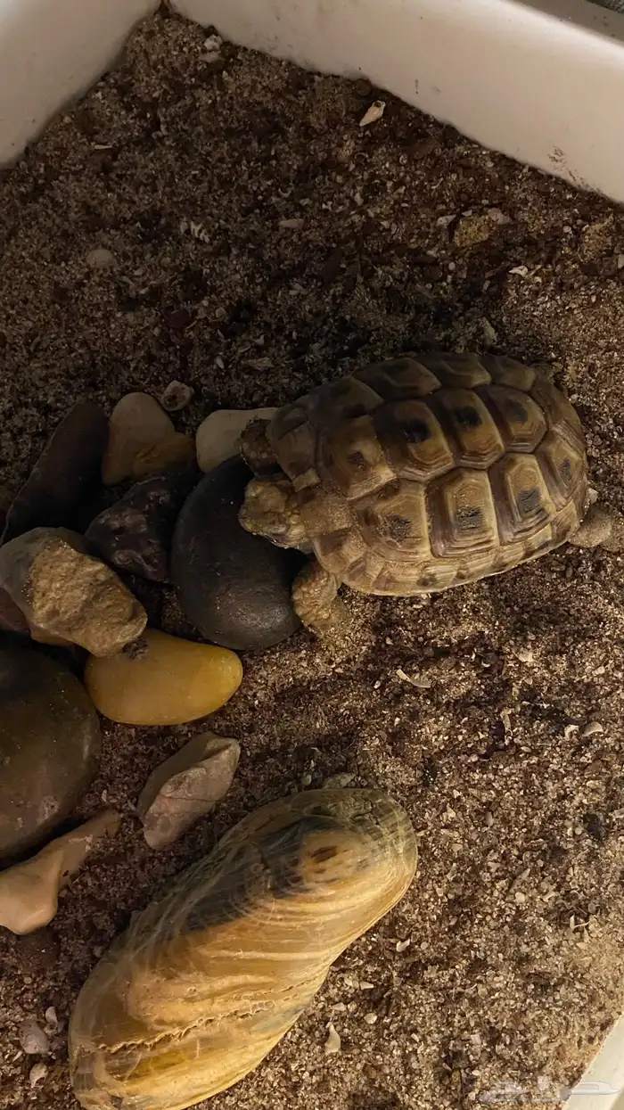 سلحفاة رمليه صغيره للبيع بصحة جدا  ممتازه 1