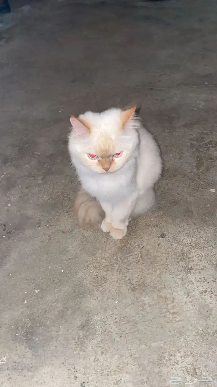 قطه أنثى للتبني السبب(تريد الزواج وأنا ليس لدي ذكر ) 4