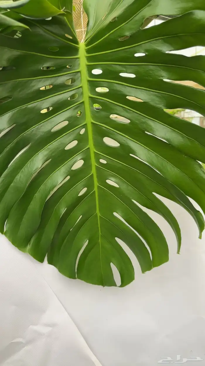 مونستيرا ديليسيوسا 1