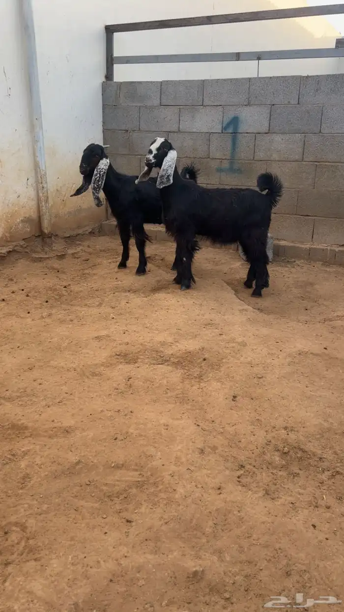 ( تم البيع ) جفرتين مشروكات 2