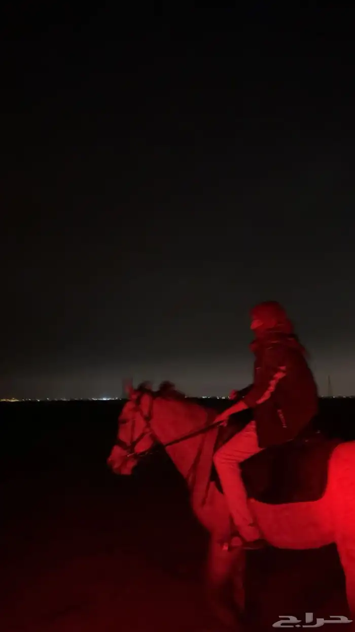 يتوفر ايواء تسمين تشغيل الخيل عسف اعادة عسف 2