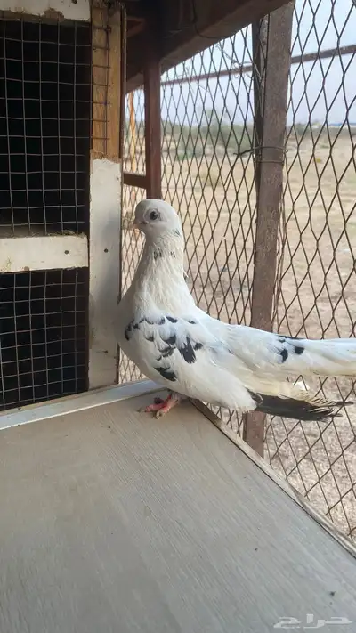 جوز قطايف قنادي النوادر index