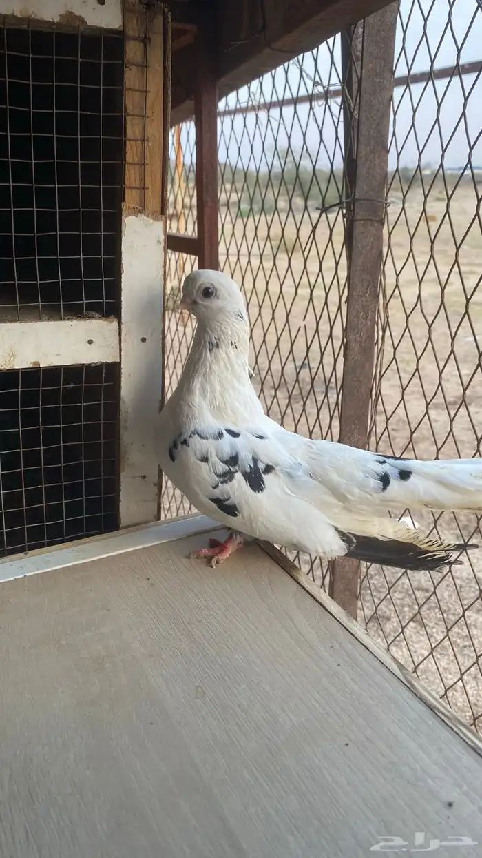 جوز قطايف قنادي النوادر 2