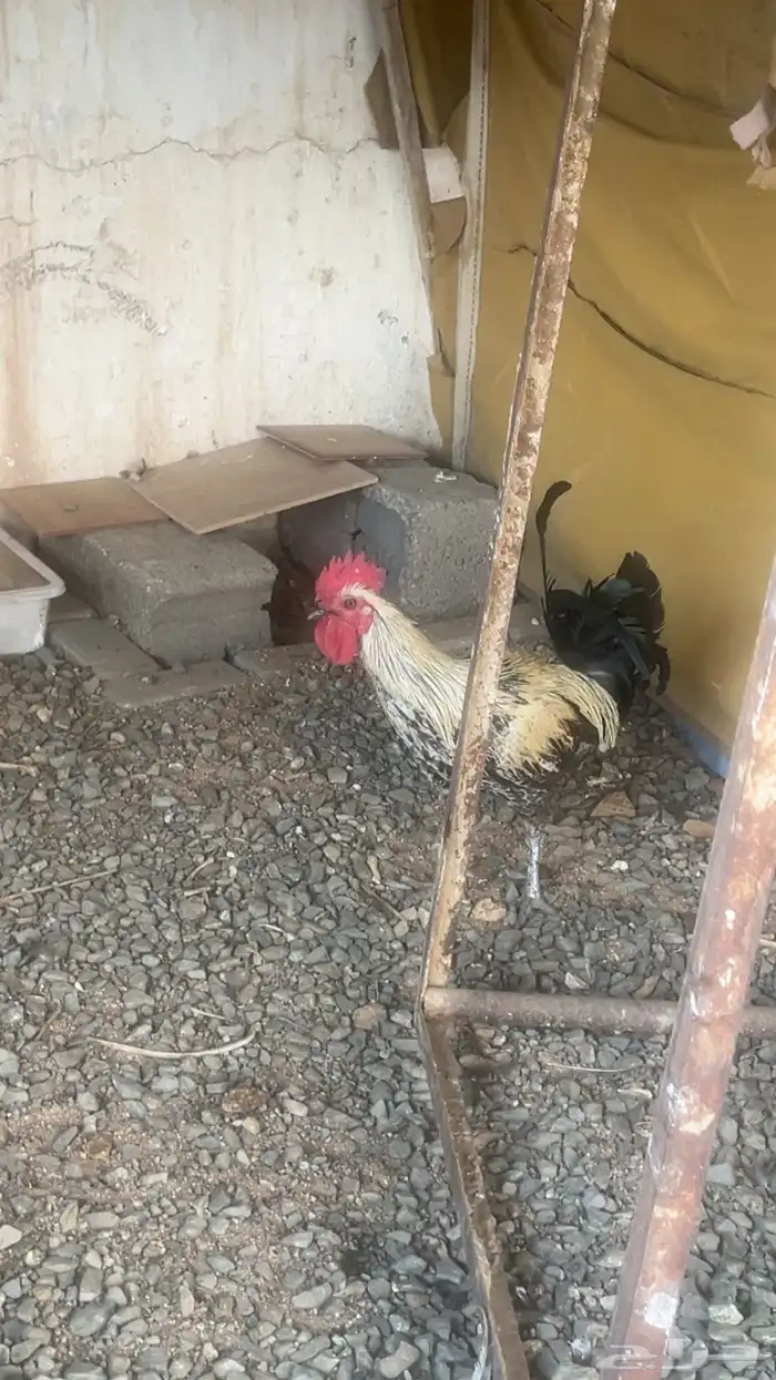 ديك بلدي للبيع 0