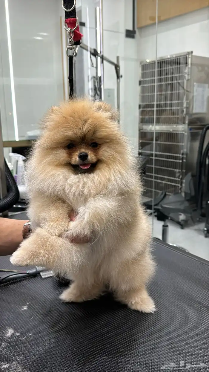 Pomeranian Puppy Teddy Face أنثى بومرينيان تيدي فيس 3