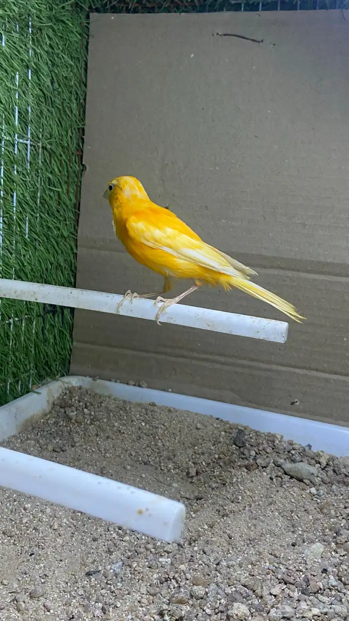 ذكر كناري سوري بيور 0