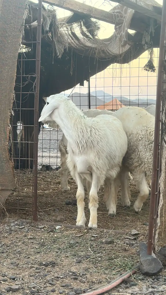 ذبايح مكرمه او مشاريع فحل 0