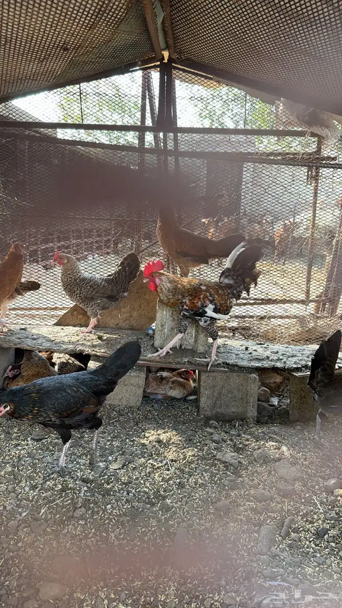 دجاج بلدي حضان 2