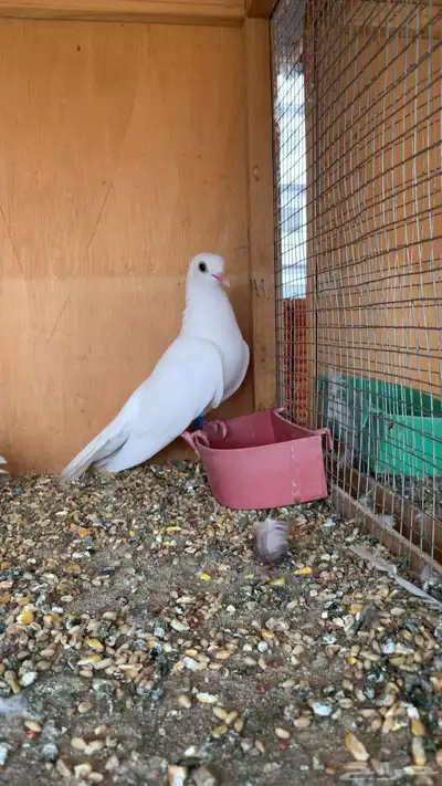 طيور حمام صنعاني أصوات و احجام index