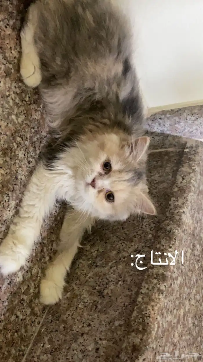 قط شيرازي جميل 1