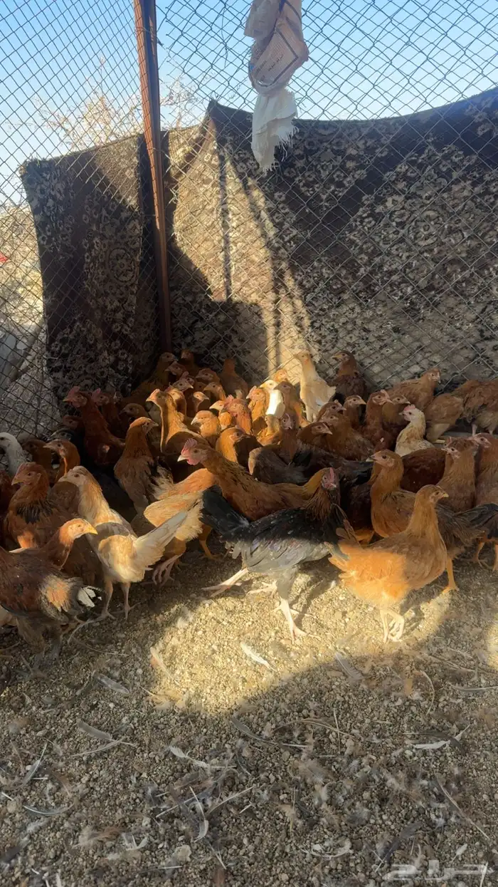 فروخ دجاج بلدي وفرنسي العدد 140 العمر قريب ثلاثه شهور 0