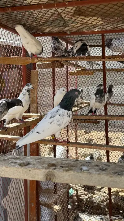 حمام باكستاني طيار index