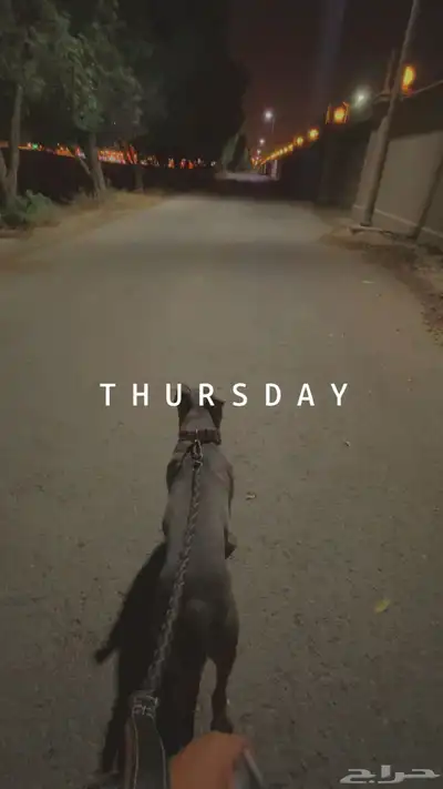 كلب ( أمريكان بولي - blue nose ( index