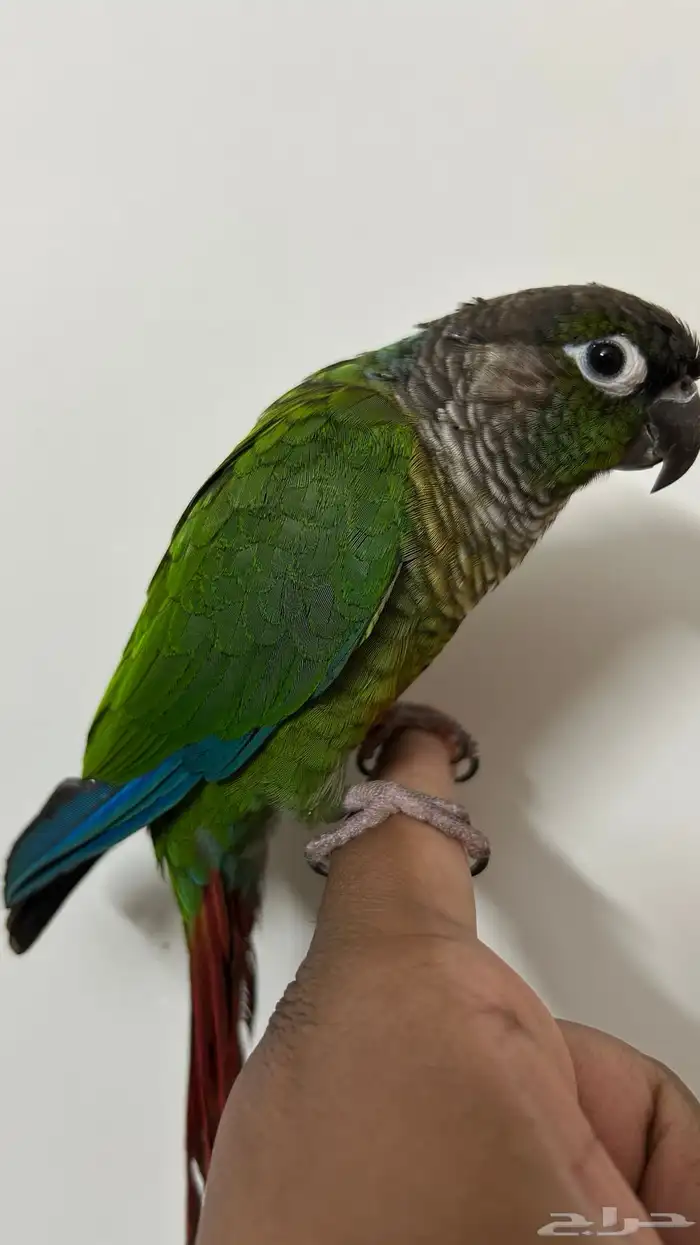 كنيور اليف وهدد للبيع 1