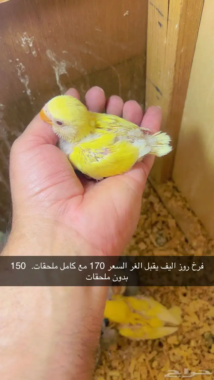 ماشاءالله فروخ روز اليفه تقبل الغر الاسعار وتفاصبل بالصوره 3