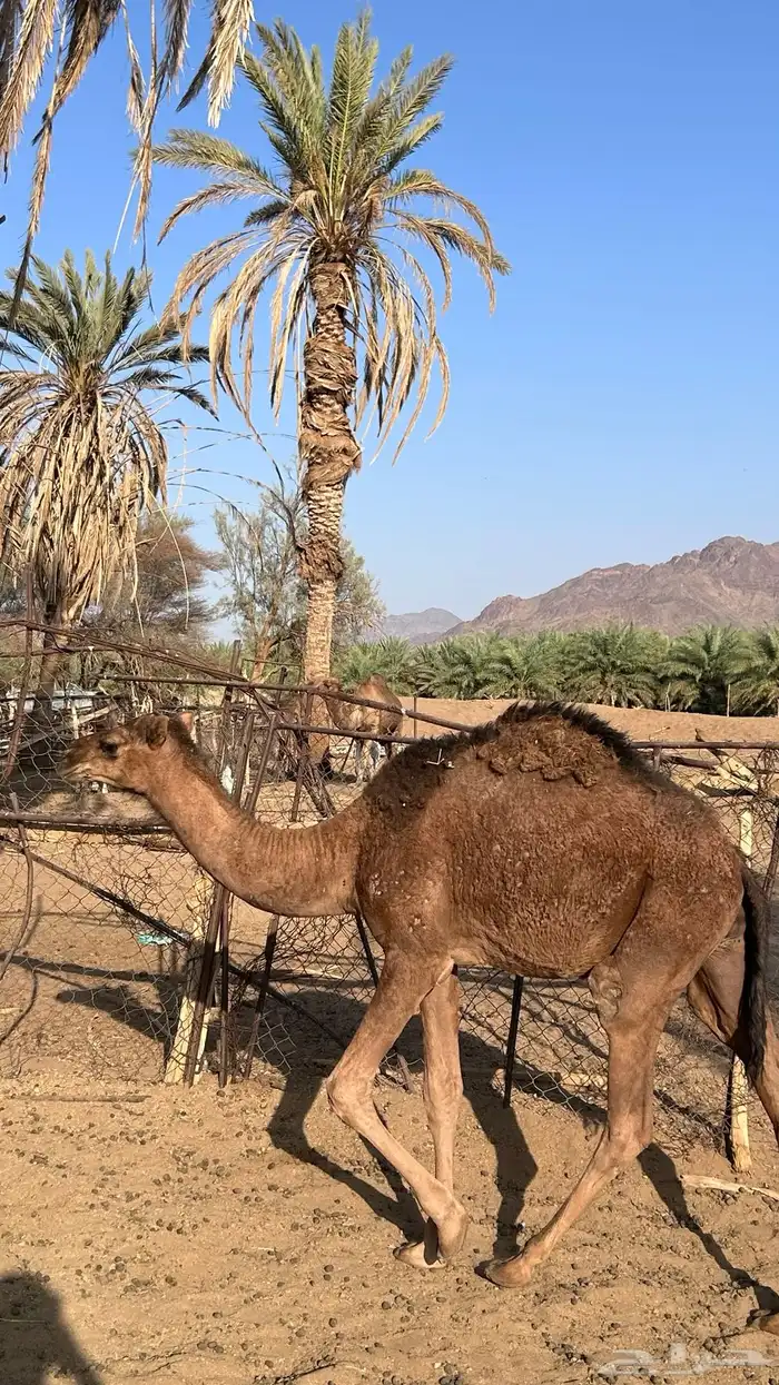 قعدان للبيع 8