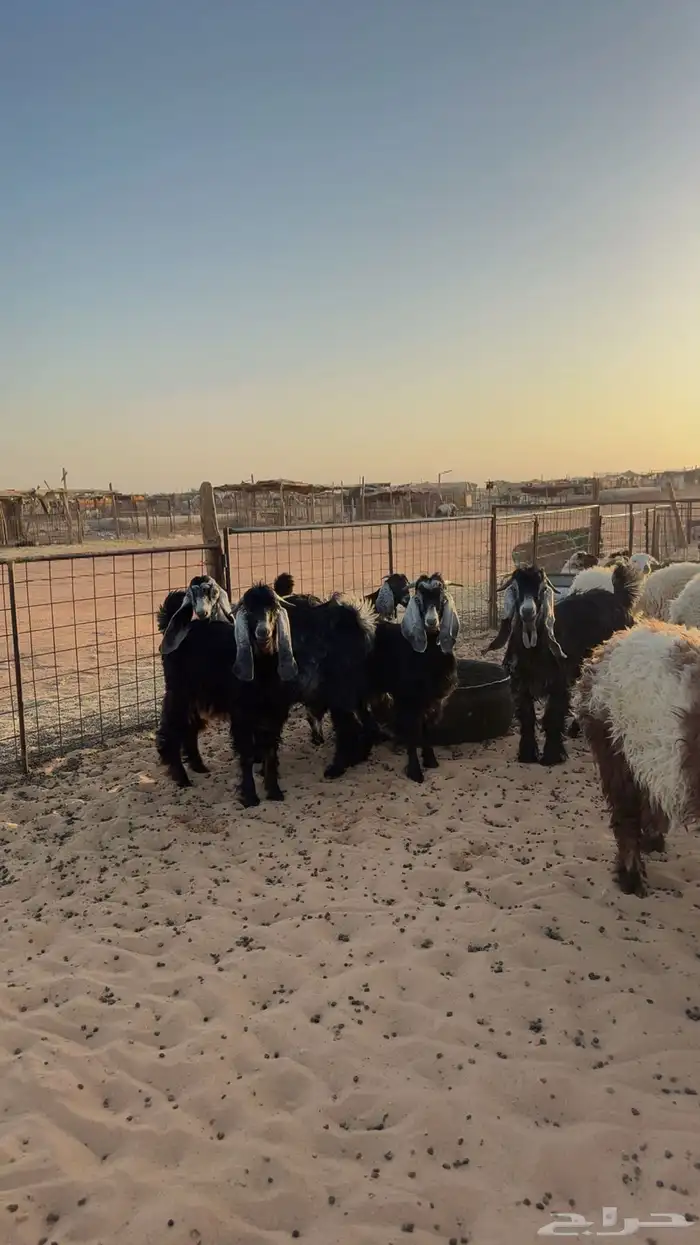 ذبائح نعيم حري هجين نجد ساكني تابي وتمارا( بريدة) 7