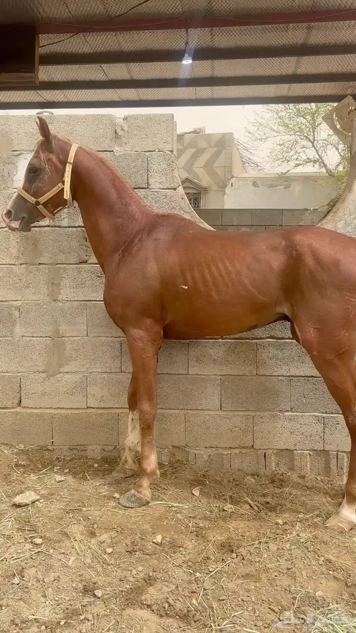 خيل شعبي 1