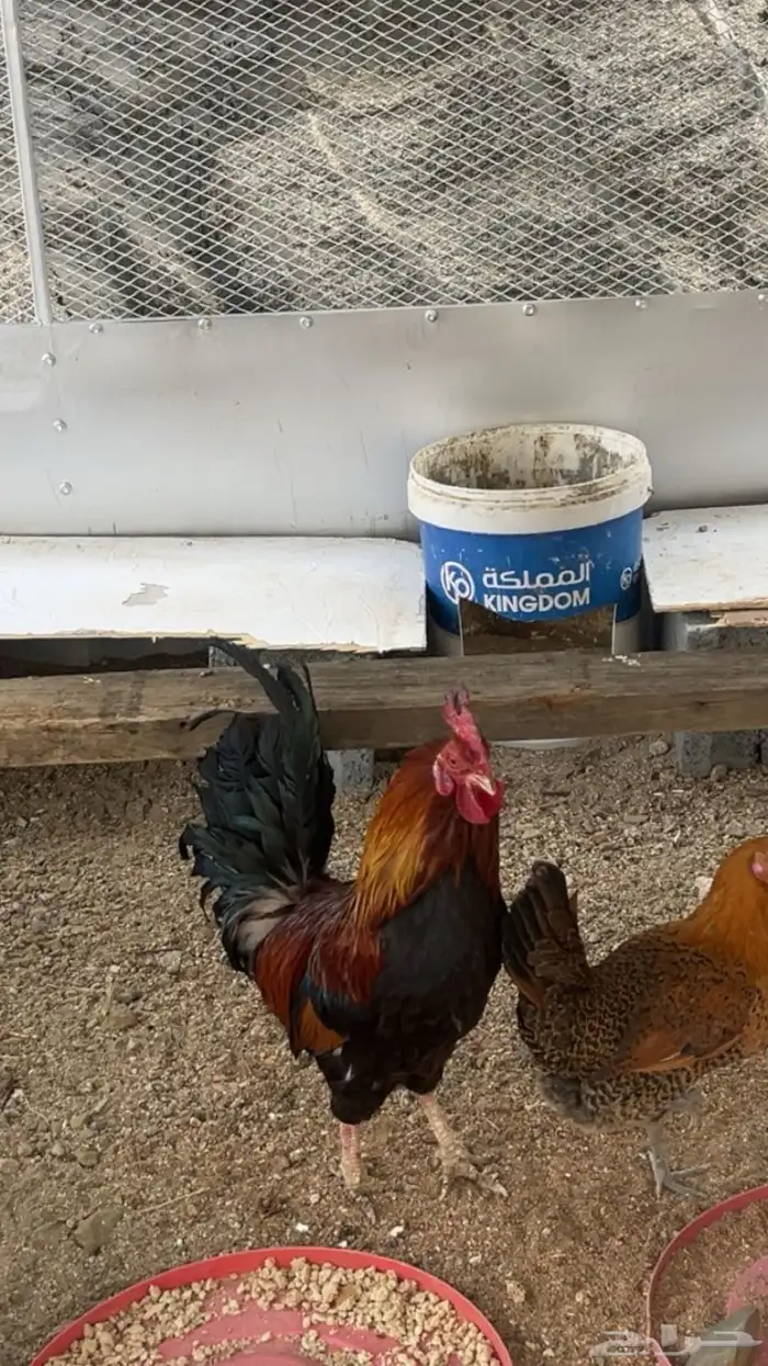 عرض لكم ديك بلدي حار 2