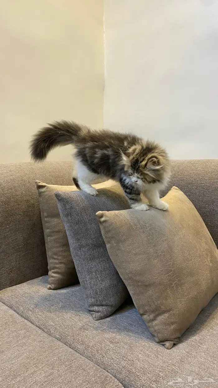 قط نوعه هملايا النوع ذكر العمر شهرين 4