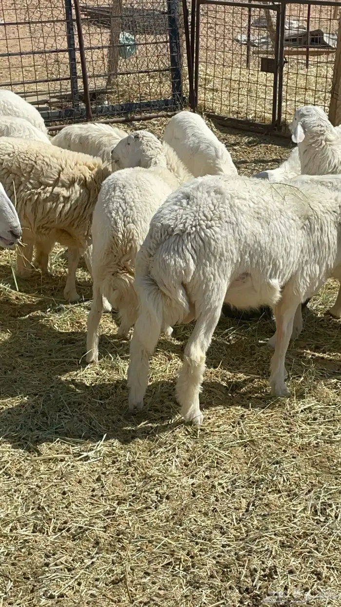 طليان ذبايح حريات 7