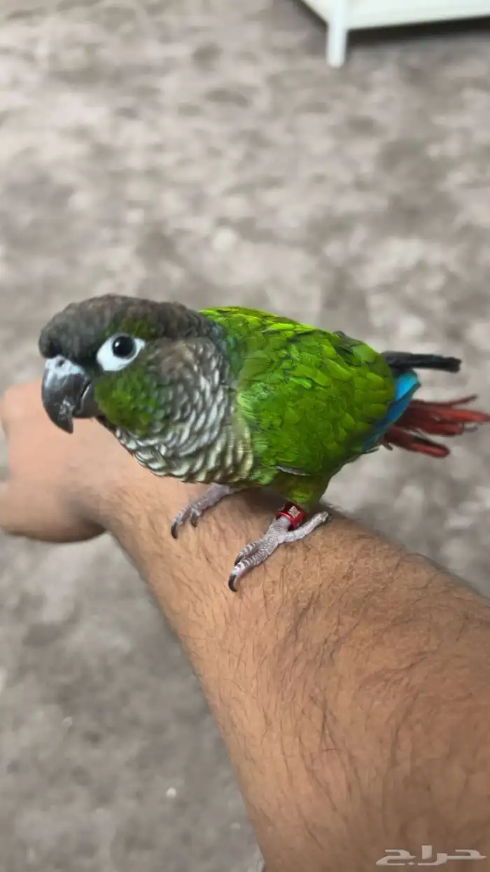 كنيور اليف وهدد للبيع 9