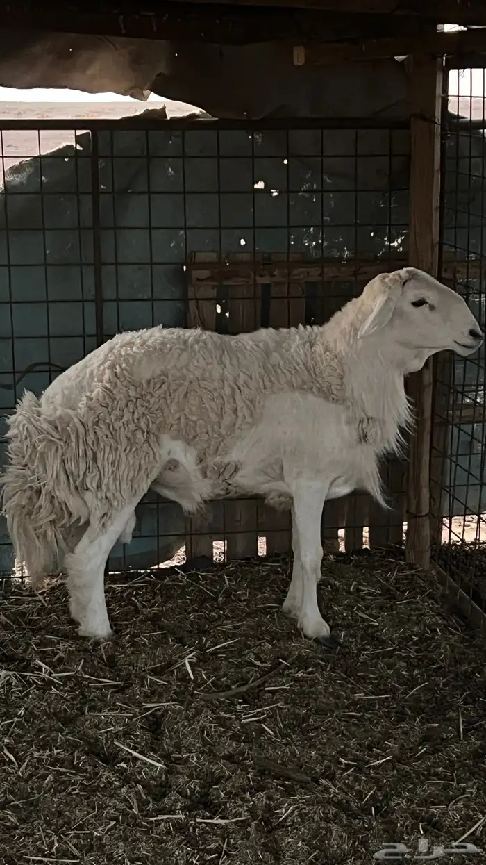 خروف ثني مشروط 1