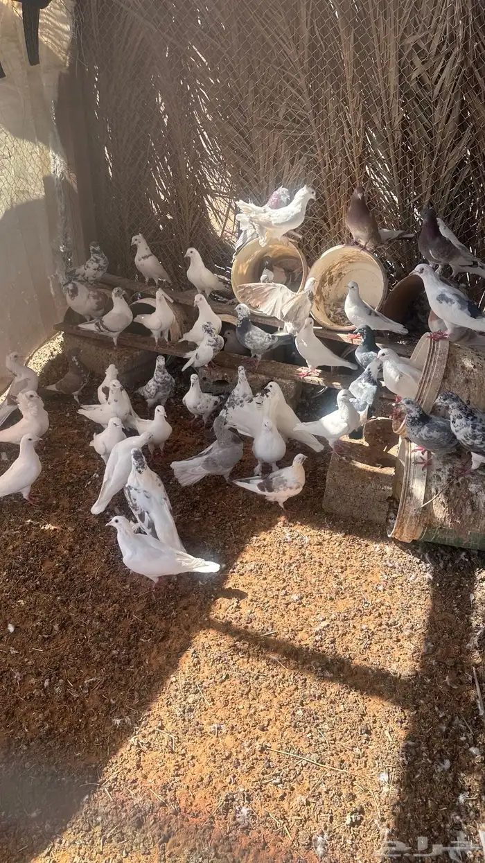 الجله وتبراك 0