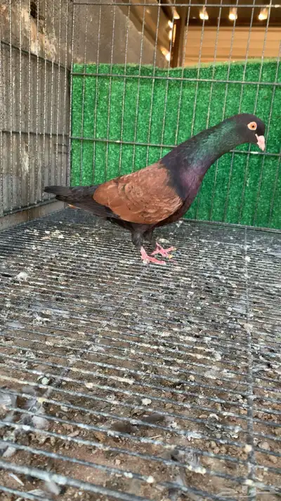 حمام شامي index