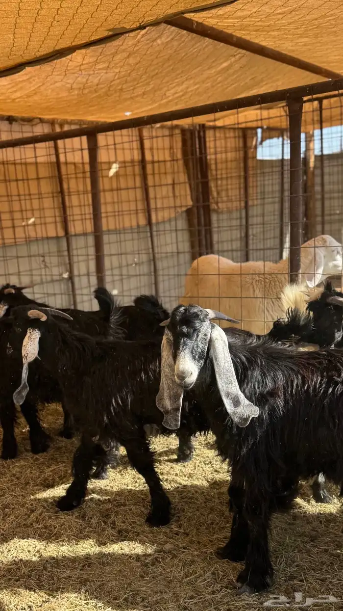 ذبائح مع خدمة السلخ والتوصيل 9