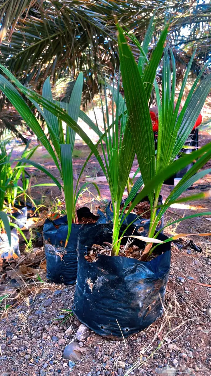 نخل زينه واشنطني 4