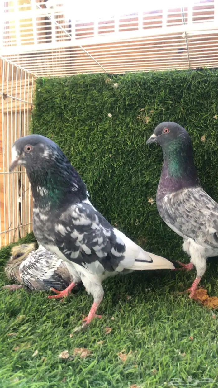 حمام باكستاني 0