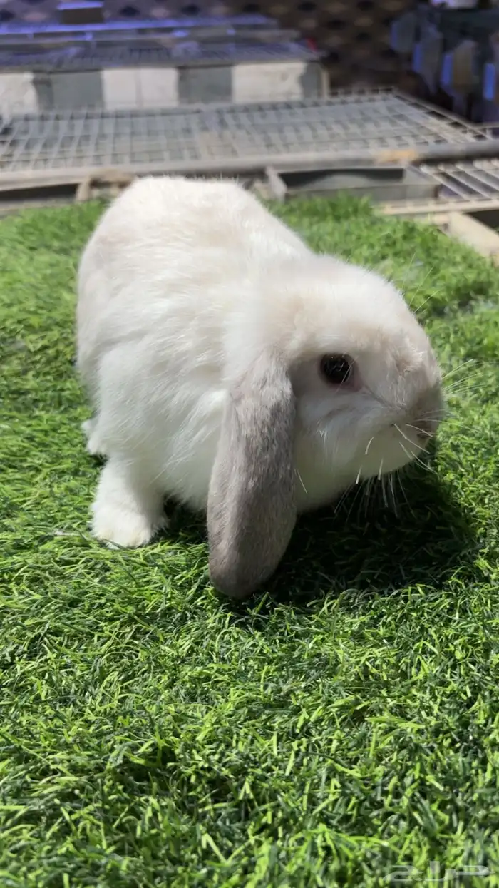 ارانب هولندلوب 1