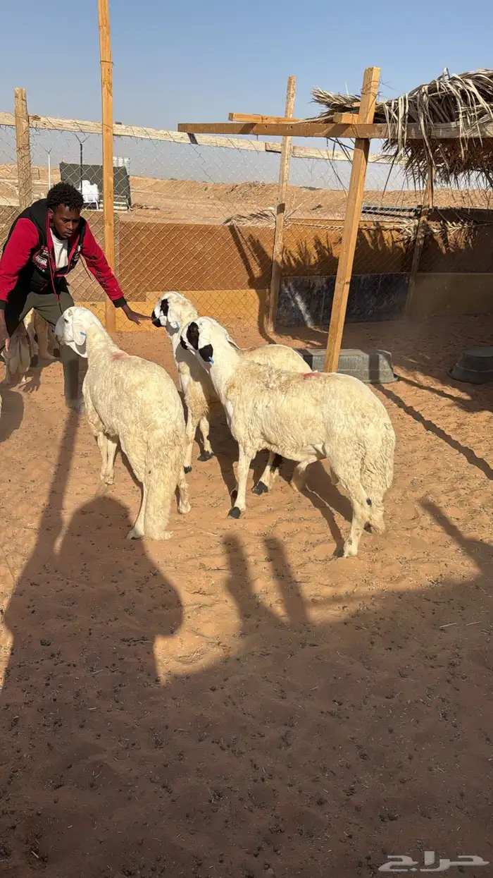 ذبايح ابو سعود مشروطة من كل شي 7