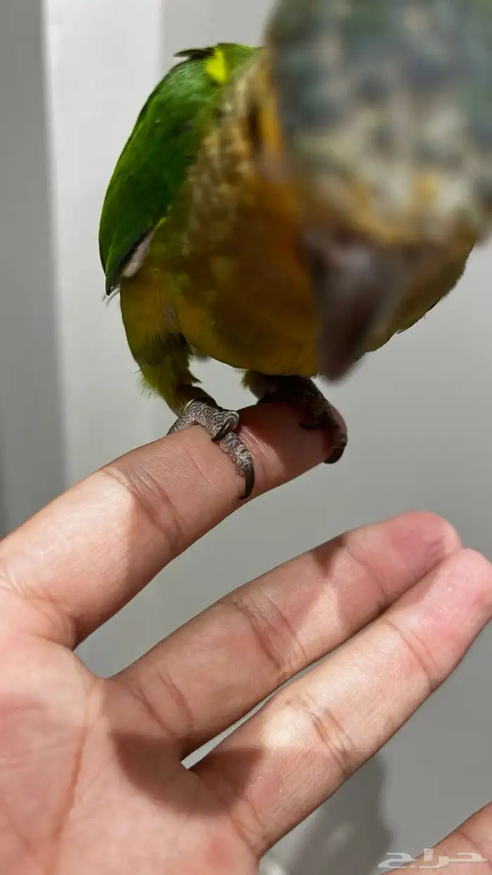 كنيور براون ثروتد 1