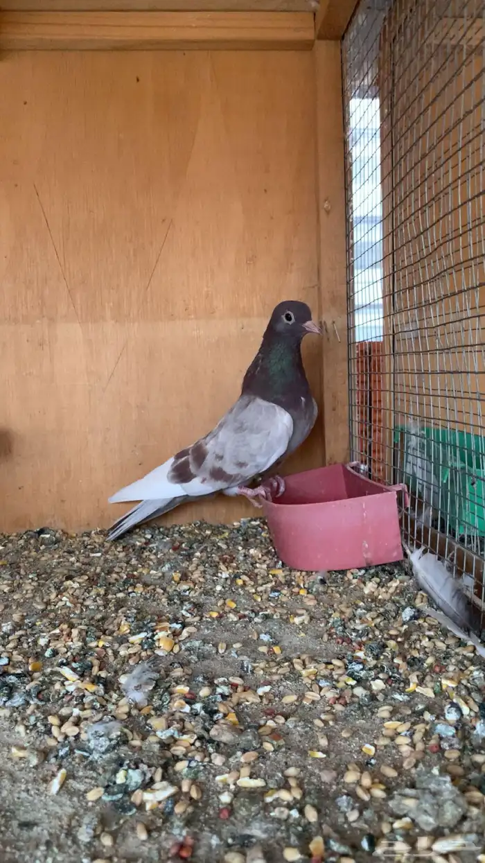 ((( تم البيع الله يبارك للمشتري ))) 12