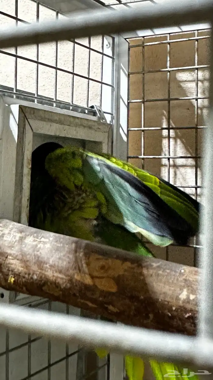 تم البيع زوج امازوني 7